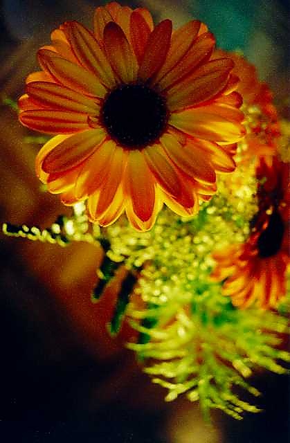 Kvítí co svítí :-)